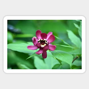 Calycanthus Sticker